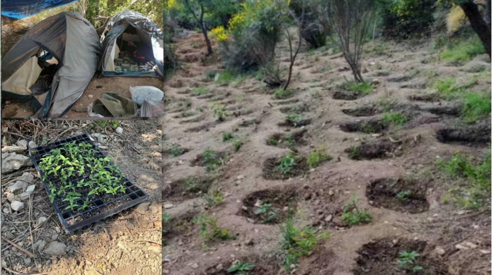 ΣΕΤΑ ΕΥΒΟΙΑΣ: Δέκα χρόνια κάθειρξη σε τέσσερις άντρες για χασισοφυτεία - μαμούθ με 1.061 δενδρύλλια κάνναβης