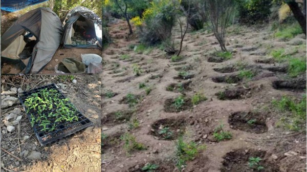 ΣΕΤΑ ΕΥΒΟΙΑΣ: Δέκα χρόνια κάθειρξη σε τέσσερις άντρες για χασισοφυτεία - μαμούθ με 1.061 δενδρύλλια κάνναβης