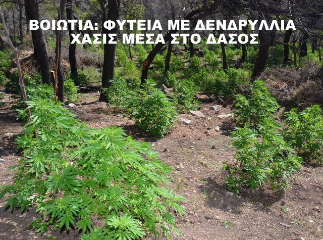 Εντυπωσιακές εικόνες από φυτεία μέσα σε δάσος στη Βοιωτία (VIDEO)