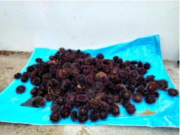 ΛΙΜΝΗ ΕΥΒΟΙΑΣ: Ερασιτέχνης δύτης ψάρευε παράνομα αχινούς