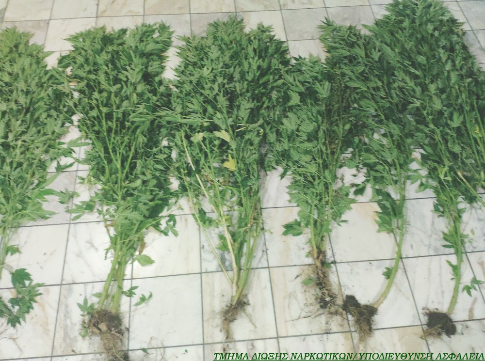 Είχε επτά δενδρύλλια κάνναβης στο σπίτι του
