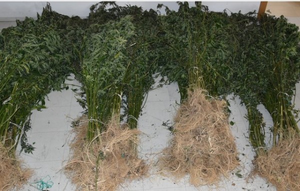 Εντοπίστηκε φυτεία με 186 δενδρύλλια κάνναβης σε δύσβατη περιοχή της Στερεάς Ελλάδας (VIDEO)