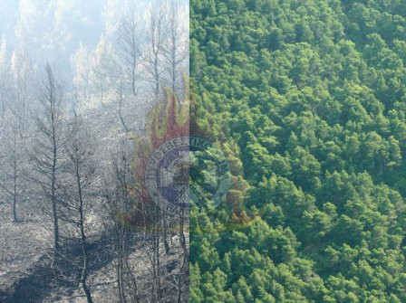 ΕΡΕΥΝΑ: Πόσες εκτάσεις σώθηκαν από την πυρκαγιά στη βόρεια Εύβοια