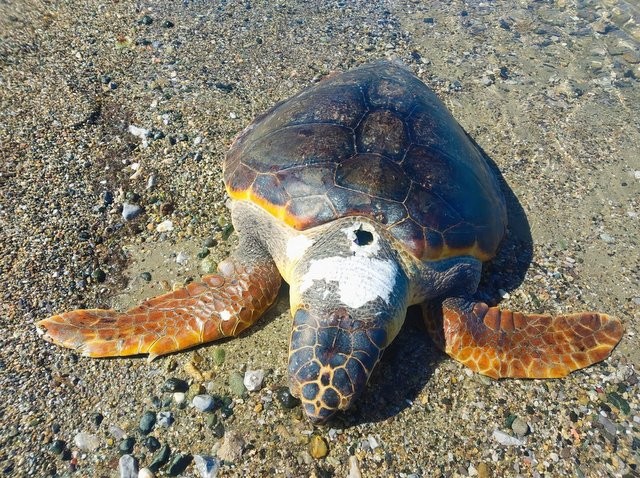 ΧΑΛΚΙΔΑ: Νεκρή θαλάσσια χελώνα χτυπημένη από καμάκι (φωτό)