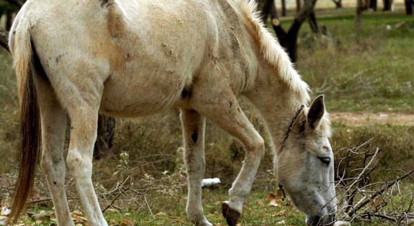Αλογάκι βρήκε μαρτυρικό θάνατο - Πνίγηκε από το σχοινί που ήταν δεμένο