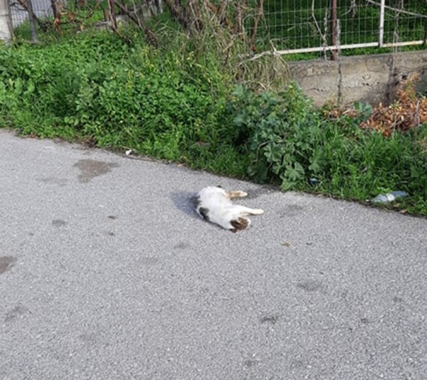 Για 5η μέρα έχει παραμείνει στο δρόμο η νεκρή γάτα