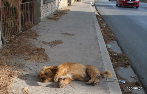 Τραυματισμένο σκυλάκι στο δρόμο Χαλκίδας -Αρτάκης