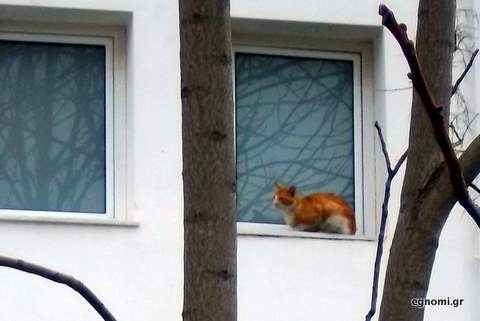 Η Πυροσβεστική έσωσε το γατάκι