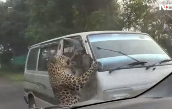 Επίθεση λεοπάρδαλης σε Πανεπιστημιούπολη στην Ινδία (VIDEO)