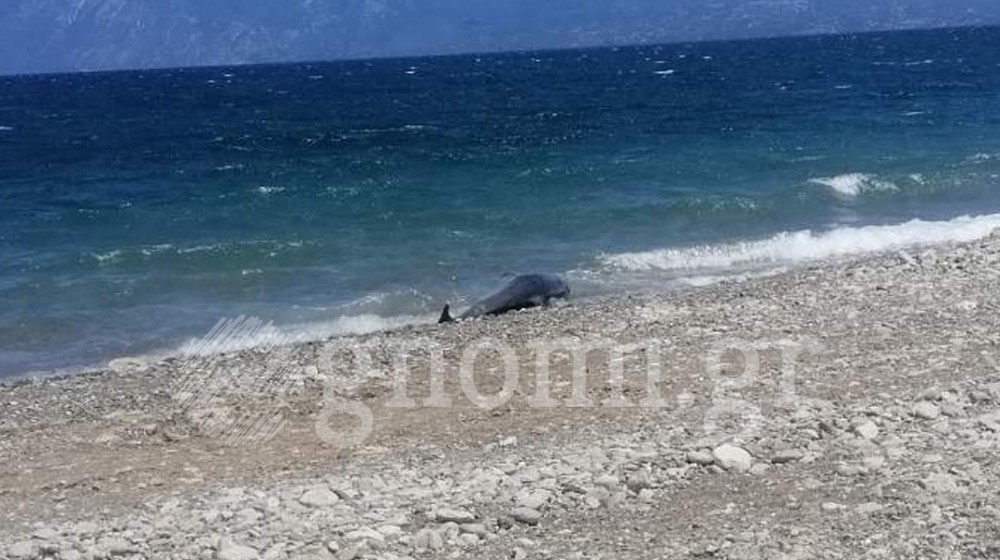 ΛΟΥΚΙΣΙΑ: Νεκρό δελφίνι ξεβράστηκε στην παραλία