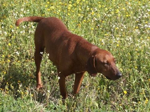 ΣΤΕΡΕΑ ΕΛΛΑΔΑ: Ο σκύλος κατάλαβε τους κλέφτες κι αυτοί άρχισαν να του πετάνε πέτρες