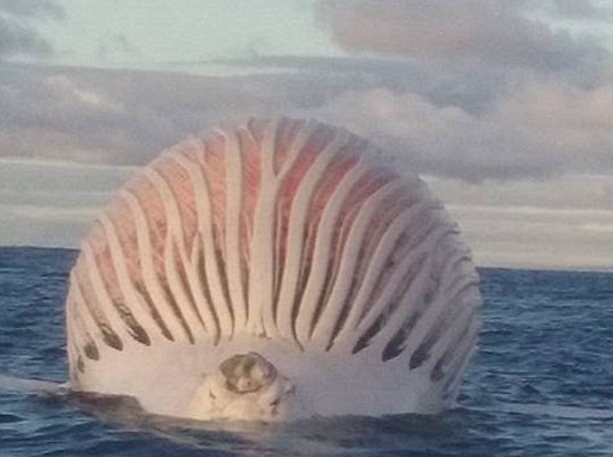 Το άλιεν ήταν κουφάρι φάλαινας! (video)