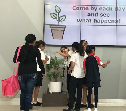 Το IKEA έβαλε πελάτες να βρίζουν ένα φυτό και να επαινούν ένα άλλο - Να τι έγινε μετά (VIDEO)