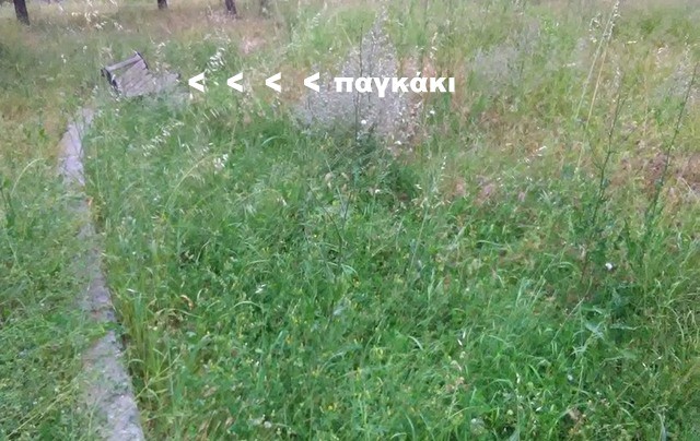 ΧΑΛΚΙΔΑ: Σε ... ζούγκλα έχει μετατραπεί το Πάρκο του Λαού