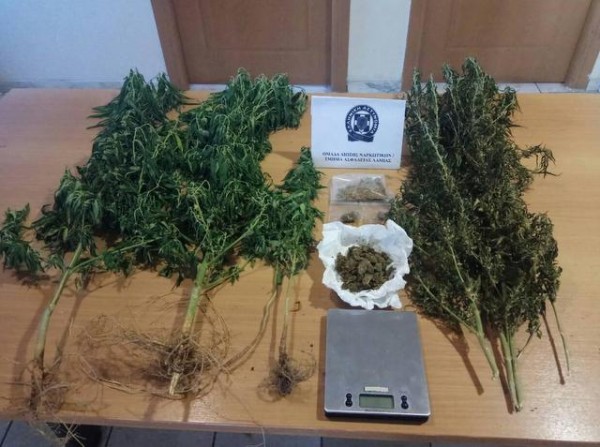 Φύτεψε στο σπίτι του τέσσερα δενδρύλια χασίς