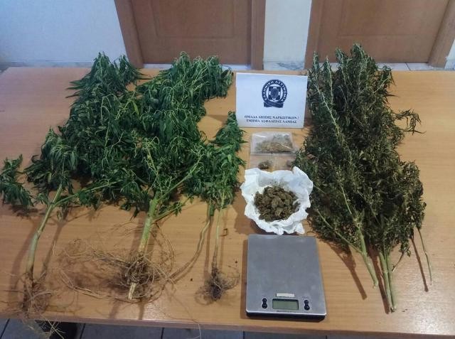 Φύτεψε στο σπίτι του τέσσερα δενδρύλια χασίς