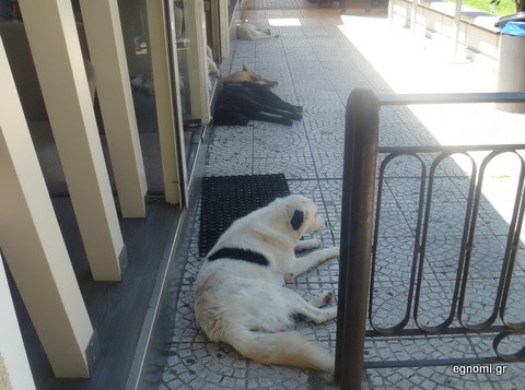 Παρέλαση σκύλων στην παραλία