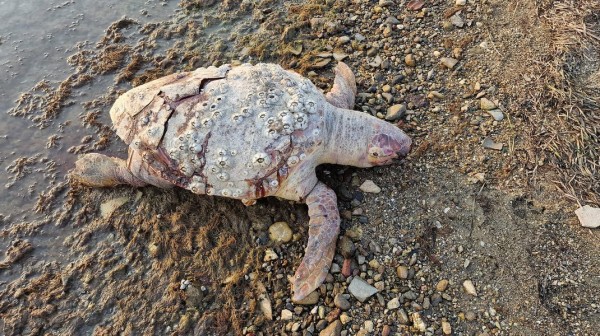 Βρέθηκε νεκρή χελώνα στην παραλία της Νέας Λαμψάκου (φωτό)