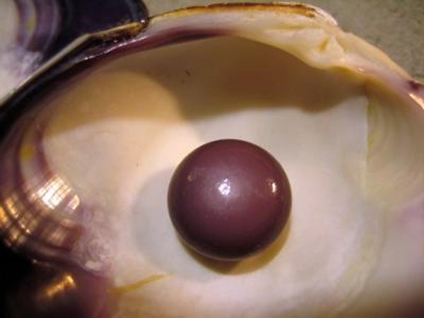 Αγόρασε όστρακα και κέρδισε λεφτά