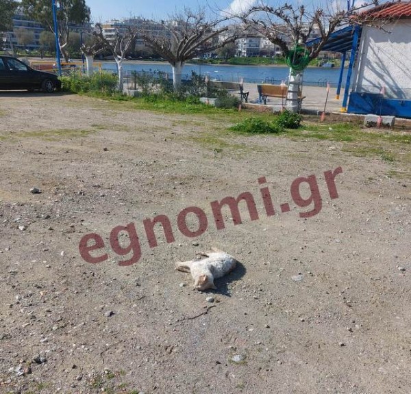 ΚΟΥΡΕΝΤΙ ΧΑΛΚΙΔΑ: Δηλητηριάσαν δύο γατάκια