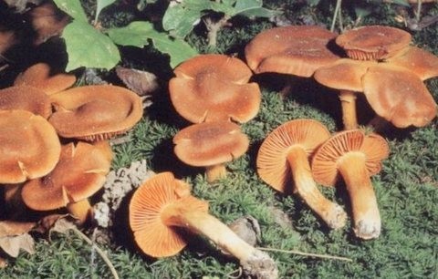 Νεκρή 44χρονη γυναίκα από δηλητηριώδη μανιτάρια