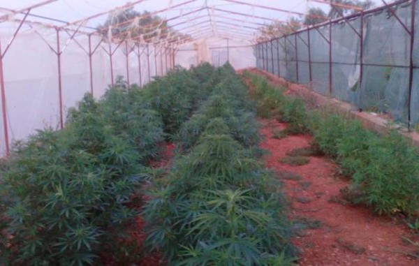 ΓΥΜΝΟ ΑΜΑΡΥΝΘΟΥ: Τεράστια φυτεία χασίς μέσα σε θερμοκήπια (φωτό)