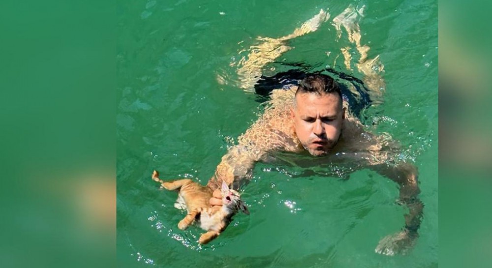 Σαλαμίνα: Μέλος πληρώματος ferry boat βούτηξε στη θάλασσα για να σώσει γατάκι που πνιγόταν