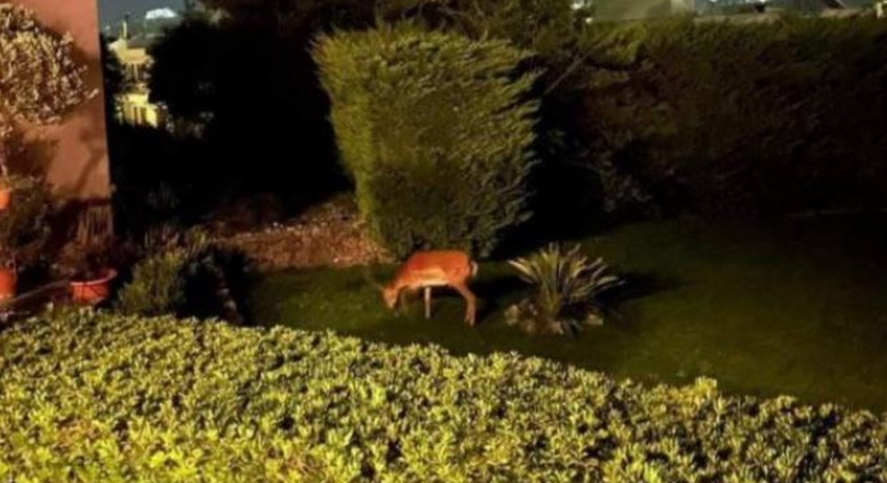 Ρόδος: Τρομαγμένα ελαφάκια φτάνουν μέχρι τις αυλές σπιτιών για να βρουν τροφή