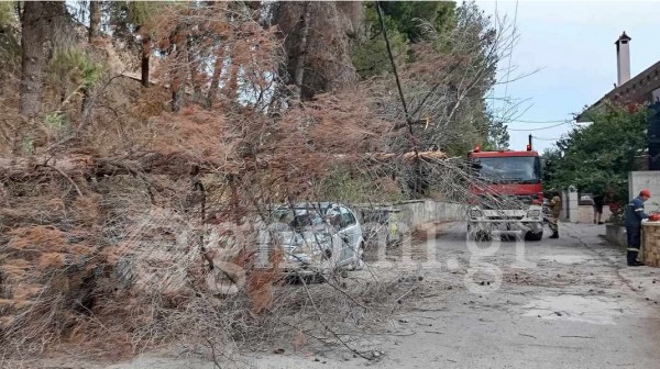 ΛΑΜΨΑΚΟΣ: Ξεραμένο δένδρο έπεσε πάνω σε καλώδια της ΔΕΗ και προκάλεσε διακοπή ρεύματος