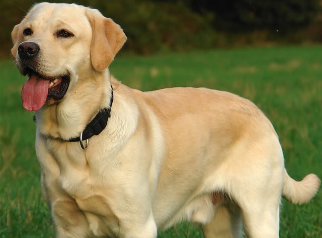 Ίδρυσαν κλαμπ με σκύλους Labrador στη Χαλκίδα