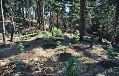 Χασισοφυτεία με 700 δενδρύλλια μέσα σε δάσος