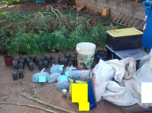 ΑΥΛΩΝΑΣ: Καλλιεργούσε 287 δενδρύλλια κάνναβης σε χωράφι 51χρονος Έλληνας (φωτό)