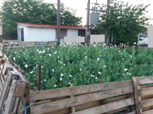 Φυτεία με χιλιάδες οπιούχες παπαρούνες στη Βοιωτία