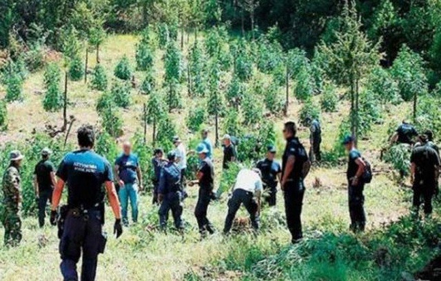 Εντοπίστηκε μεγάλη φυτεία κάνναβης στην ορεινή Αμφίκλεια