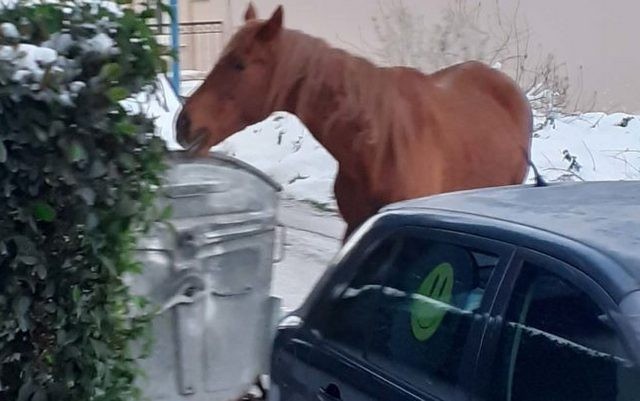 Λάρισα: Άλογο ...βγήκε βόλτα μόνο του στο κέντρο της πόλης (VIDEO)