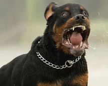 Κατάσχεση της περιουσίας των ιδιοκτητών των ροτβάιλερ που δολοφόνησαν τον 5χρονο Στάθη