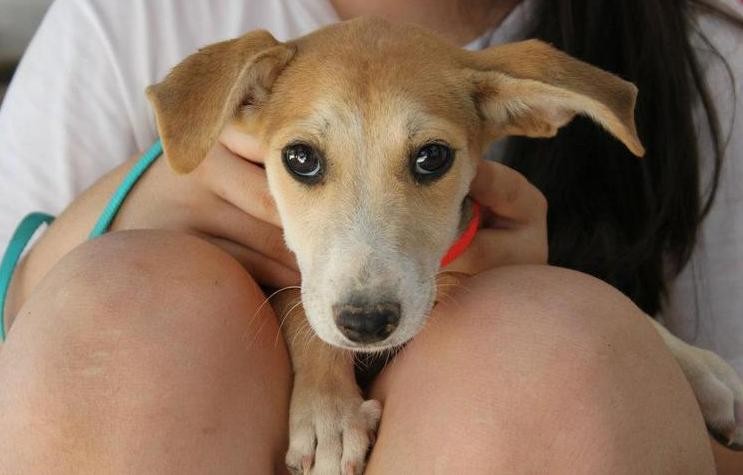 Συνεστίαση για ζωόφιλους