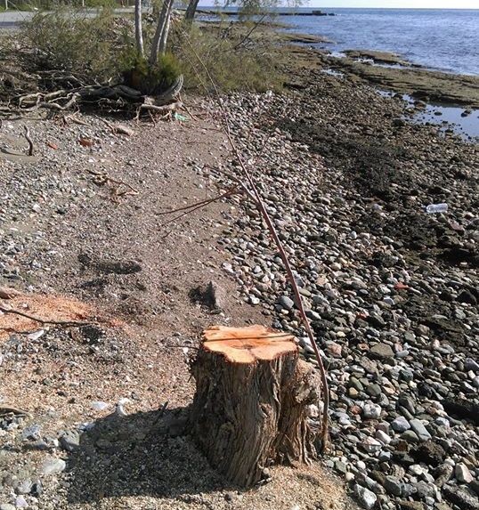 ΑΜΑΡΥΝΘΟΣ: Έκοψαν δέντρο στην παραλία Στεφανία