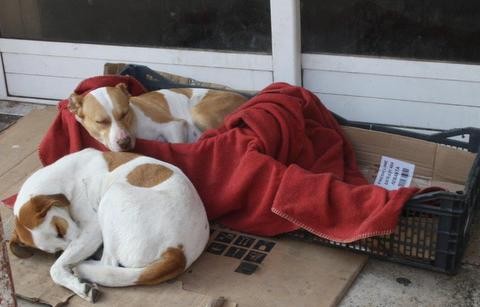 Θαλπωρή για σκυλάκια από ζωόφιλους Χαλκιδέους