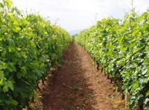 Ενισχύσεις για αναδιαρθρώσεις και μετατροπές αμπελώνων