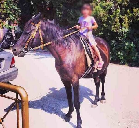 Το άλογο αφήνιασε και σκότωσε την 7χρονη Ζωή