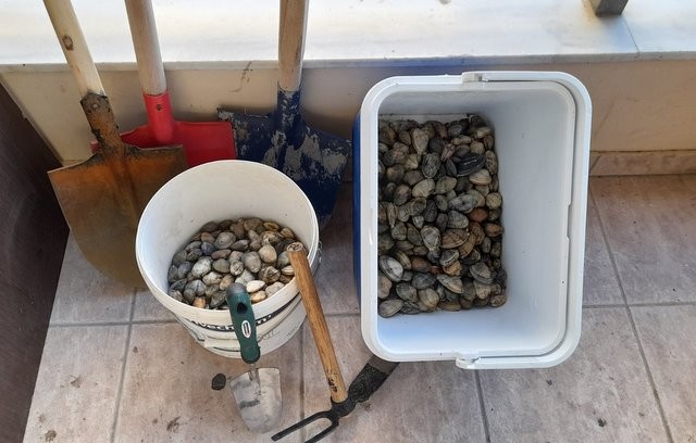 ΩΡΩΠΟΣ: Δύο άντρες μάζευαν παράνομα κυδώνια στο Χαλκούτσι