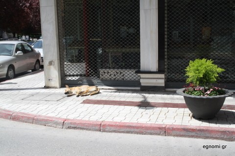 Και μετά σου λένε σκυλίσια ζωή!