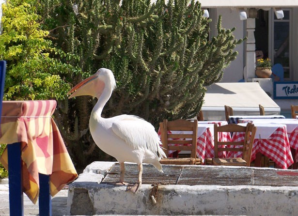 Ο Πέτρος ο πελεκάνος σκοτώθηκε σε τροχαίο