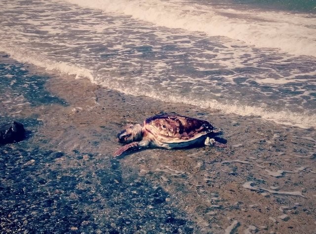 ΧΑΛΚΙΔΑ: Νεκρή θαλάσσια χελώνα στην πλαζ Παπαθανασίου (pics)