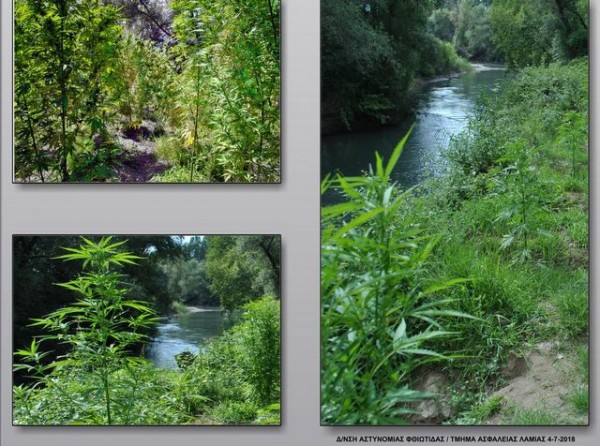 Φυτεία χασίς σε ειδυλλιακή περιοχή δίπλα στο ποτάμι