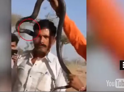 Πλήρωσε με τη ζωή του την φωτογραφία με την κόμπρα (VIDEO)