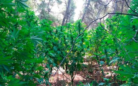 «Ορφανή» χασισοφυτεία στον Αυλώνα Αττικής