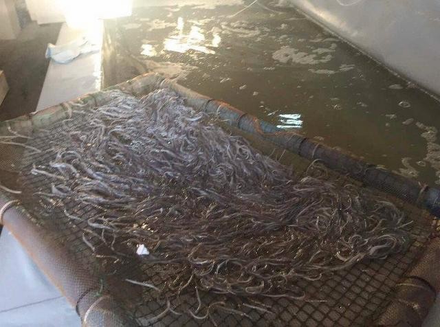 Σπείρα διακινούσε παράνομα προστατευόμενο είδος χελιών