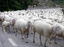 Πώς κάνει το φτωχό και πώς το πλούσιο πρόβατο;